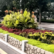 无机仿真石花箱：以永恒之名，塑将来之境